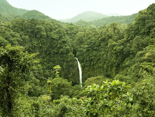 waterfall in a rainforest