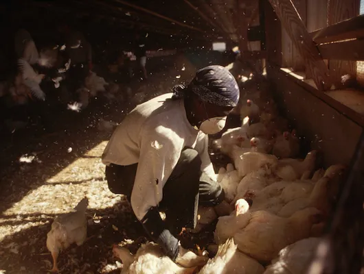 Person working inside a barn with chickens