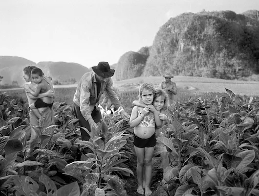 Tobacco Harvesting. Pinar del Rio, Cuba. Family works the land for tobacco leafs.